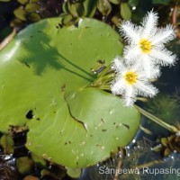 Nymphoides indica (L.) Kuntze